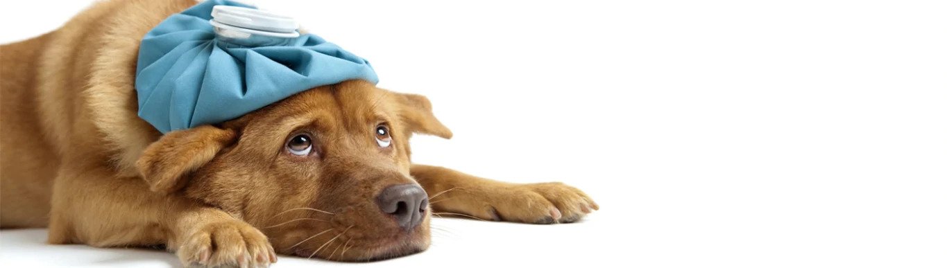 Pyometra and Cystic Endometrial Hyperplasia in Dogs