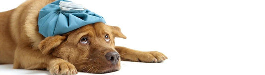 Pyometra and Cystic Endometrial Hyperplasia in Dogs