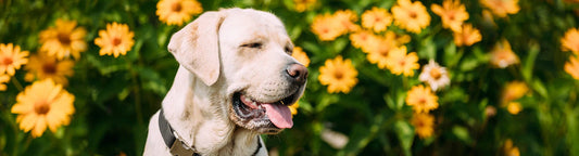 How long does a dog stay in heat, how long are dogs in heat