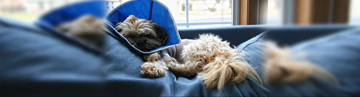 How to help dog poop after surgery, dog post surgery