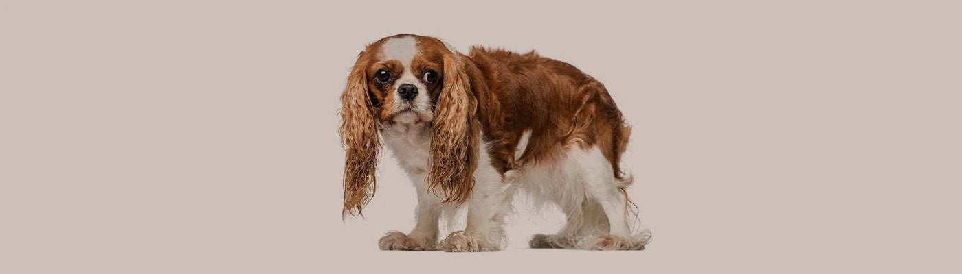 How stress affects your dog
