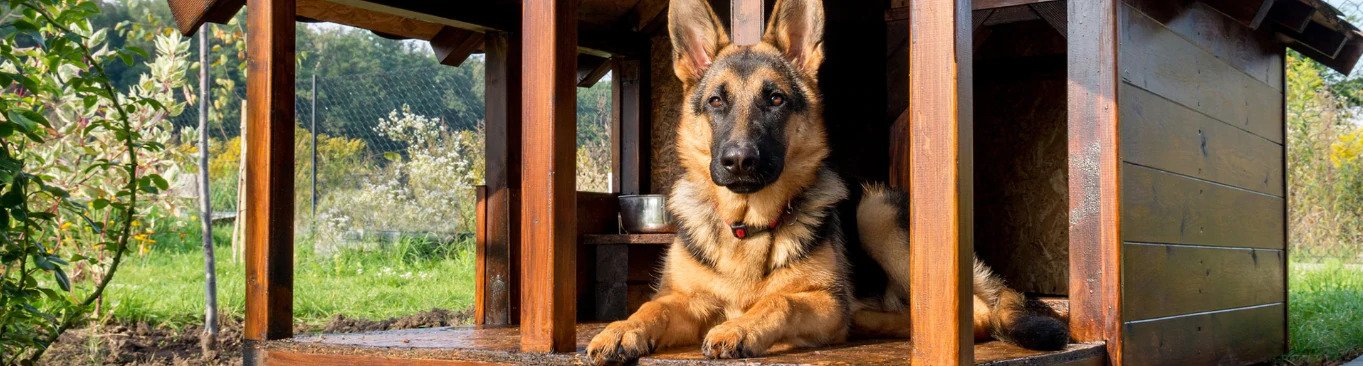 How to choose the best kennel for your dog