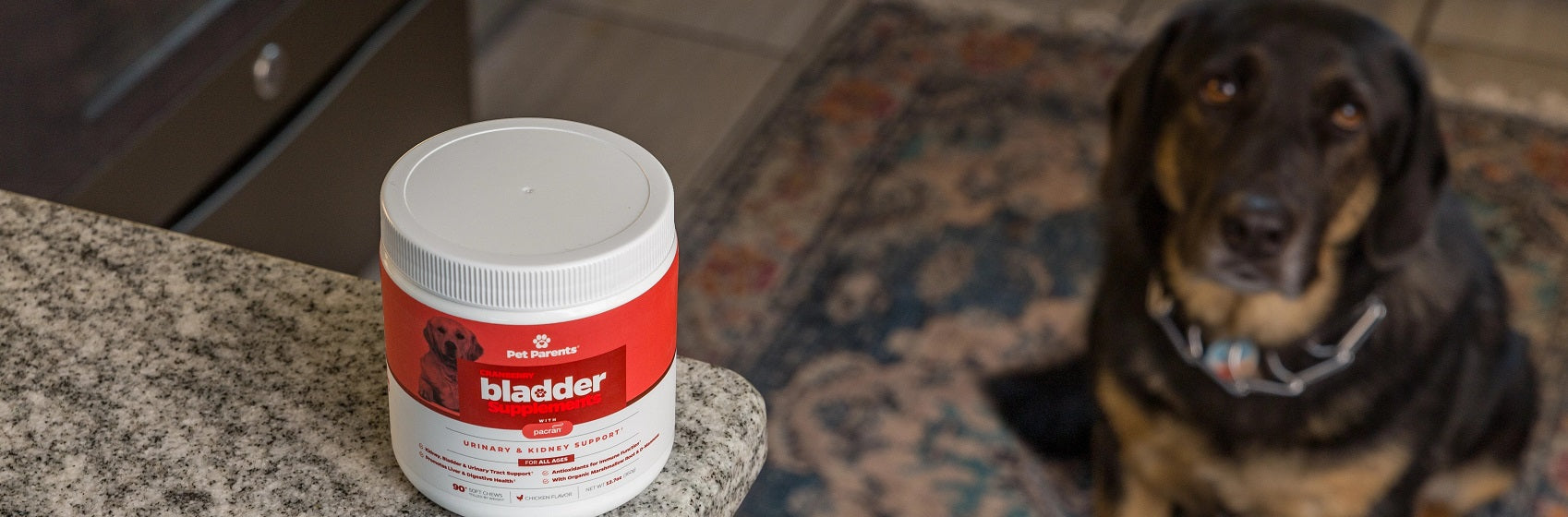 How Bladder Supplements & Dog Diapers Work Well Together