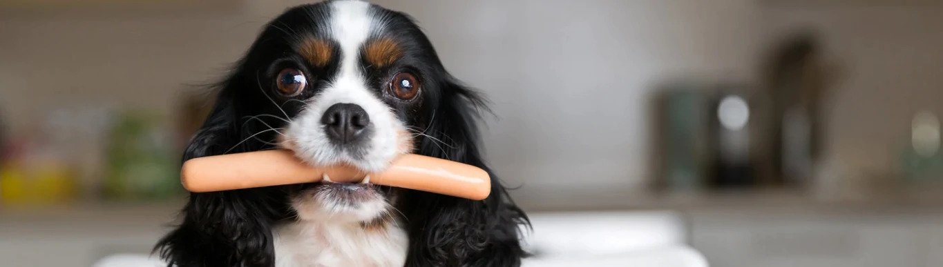 dog stomach relief