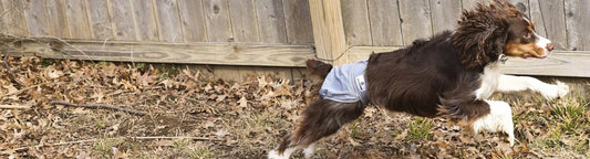 how to keep diaper on dog, dog in heat won't keep diaper on