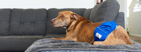 The Pet Parents® Guide to Extendrs™
