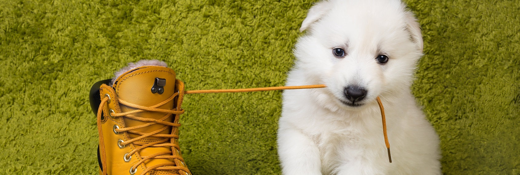 Stages of Dog Teething, dog teething stages