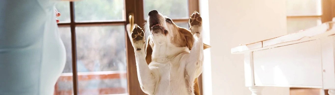 Identifying Excitement Urination in Dogs