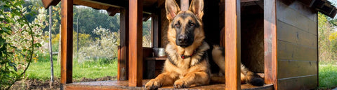 Crate Training a Puppy, Crate training a dog