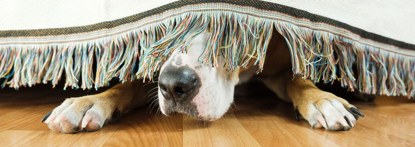 The Pet Parents® Guide to Dog Anxiety