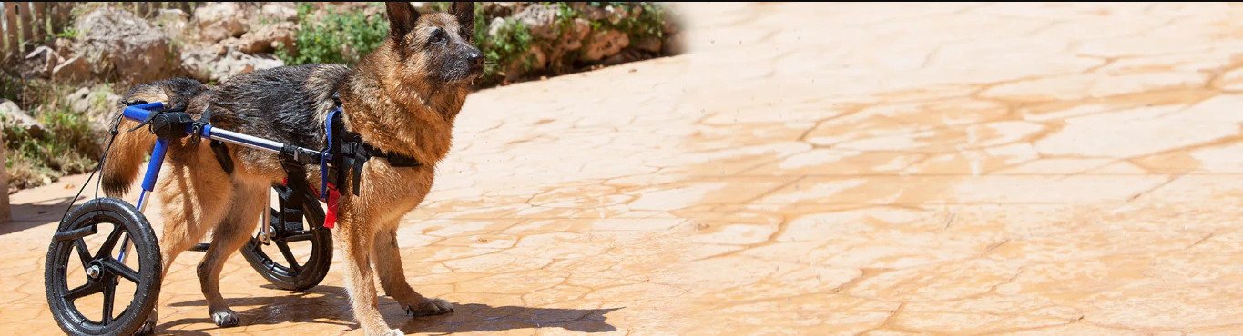 How to transition your dog to get used to his new wheelchair