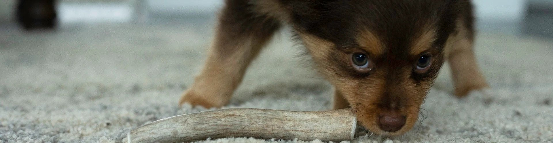 Whole VS Split Antler Chews – Which is Better?