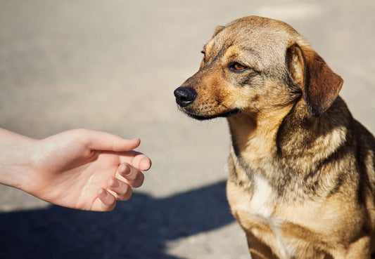 Fostering a Dog? Here's What You Need to Know
