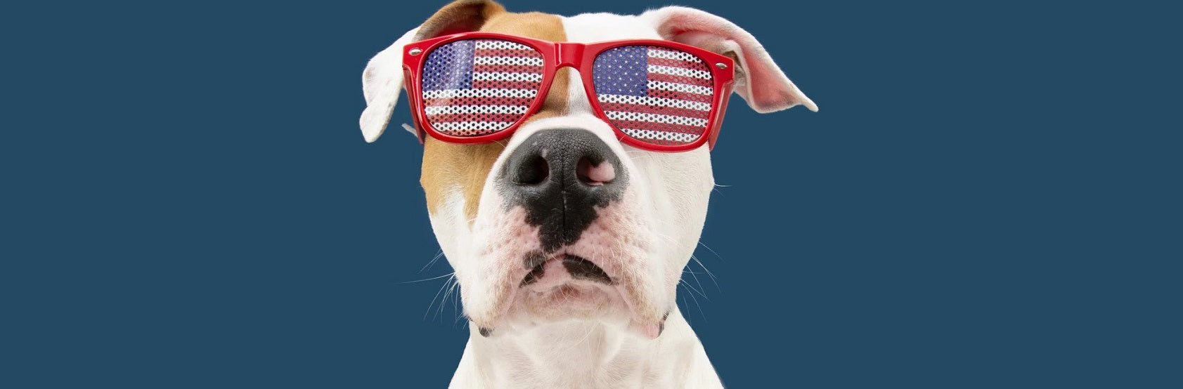4th of July safety for dogs and cats