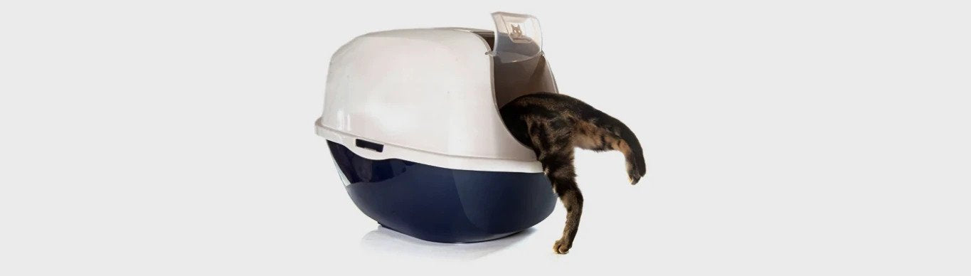 how to get cats to pee in the litter box