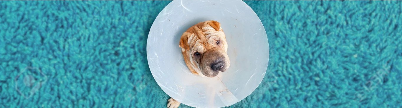 The Great Debate after a Neuter/Spay: E-collar or Dog Diapers?