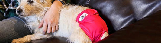5 Tricks to Make Dog Diapers More Functional