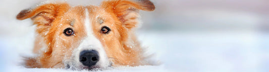 Pet Friendly Tips to be Holiday Ready