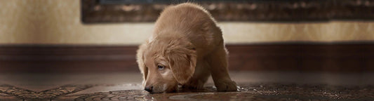 Incontinence after spaying dog, spay incontinence