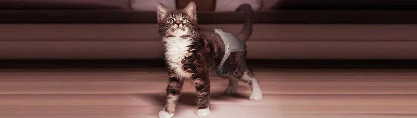 Cat Spraying: Why does it happen and what you can do