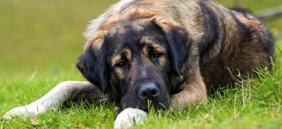 Signs of Stomach Cancer in Dogs, tumor on dogs stomach