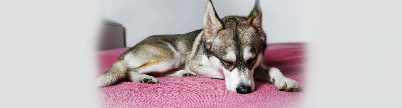 How To Calm An Anxious Dog and Boost Their Immune System