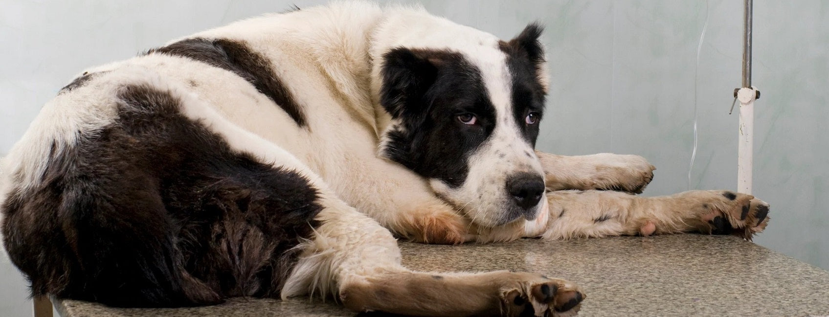 Top Emergencies in Dogs