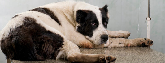 Top Emergencies in Dogs