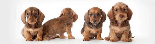 New Puppy Checklist