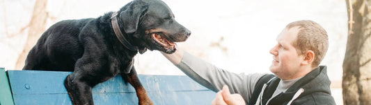 Guide to Adopting a Dog