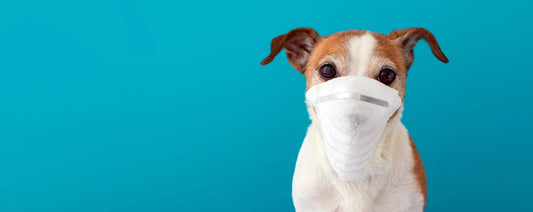 Caring for a Senior Pet During the Pandemic