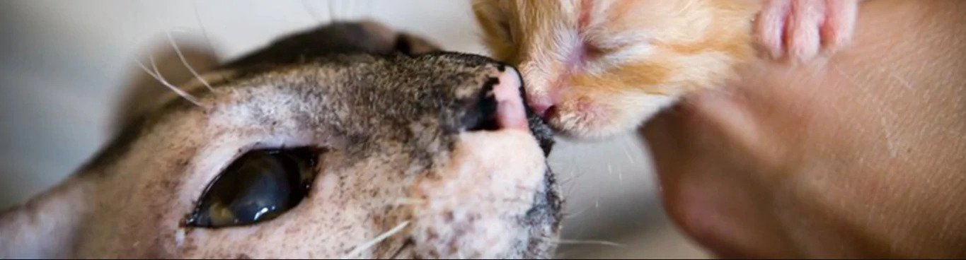 Cat birth process, after birth diapers for cats, cat bleeds after giving birth