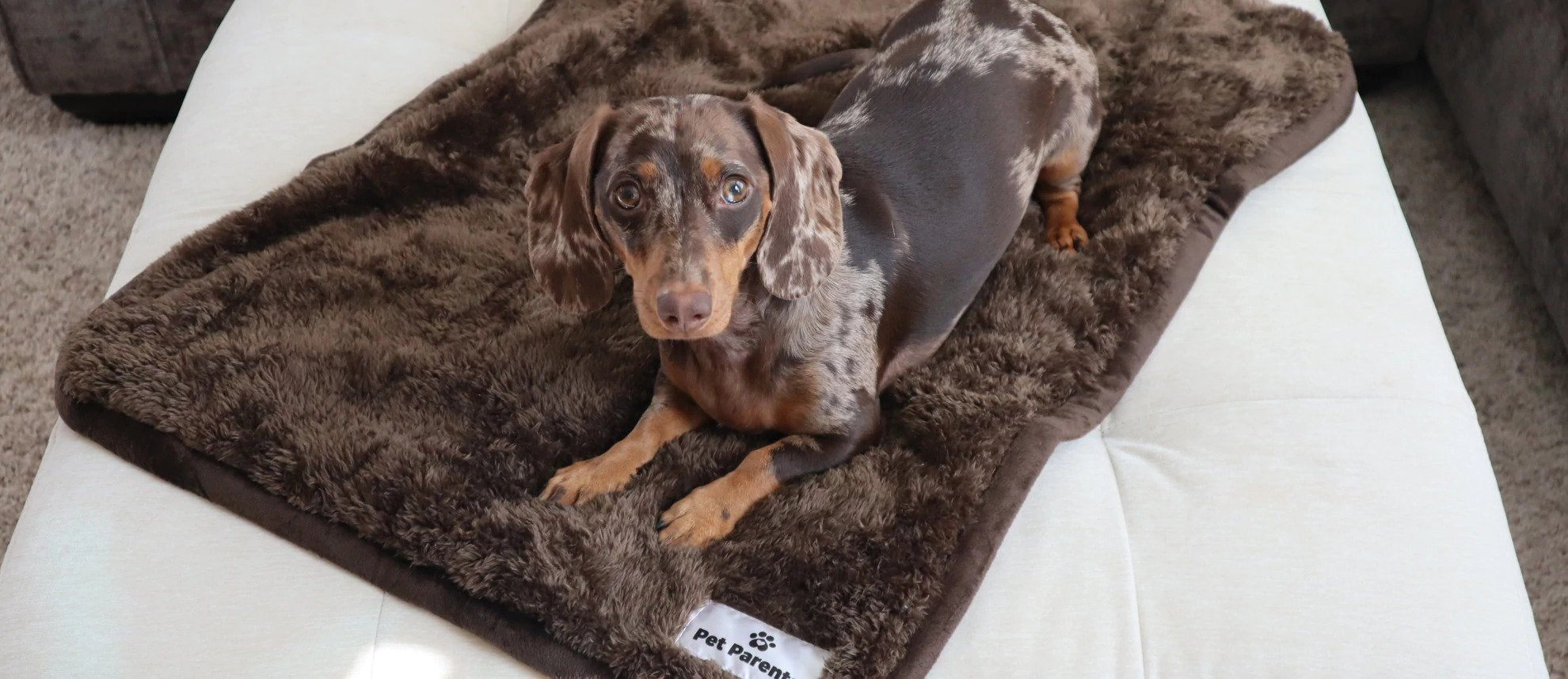 why does my dog pee on his blanket, dog peeing on bed