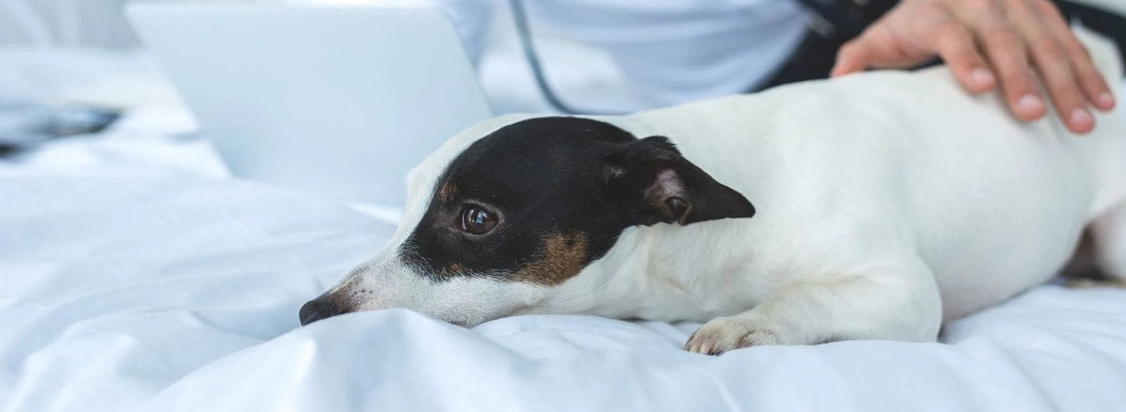 Everything You Need to Know About Heart Diseases in Dogs