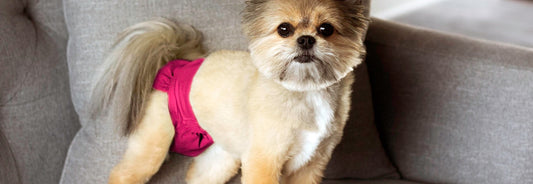 Heat Cycle Abnormalities in Dogs