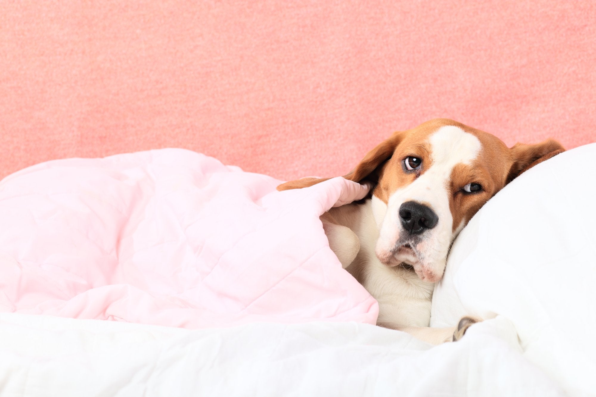 How to Reduce Fever in Dogs