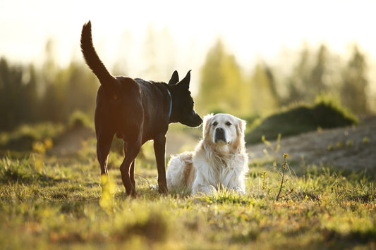Guide to Female Dogs in Heat