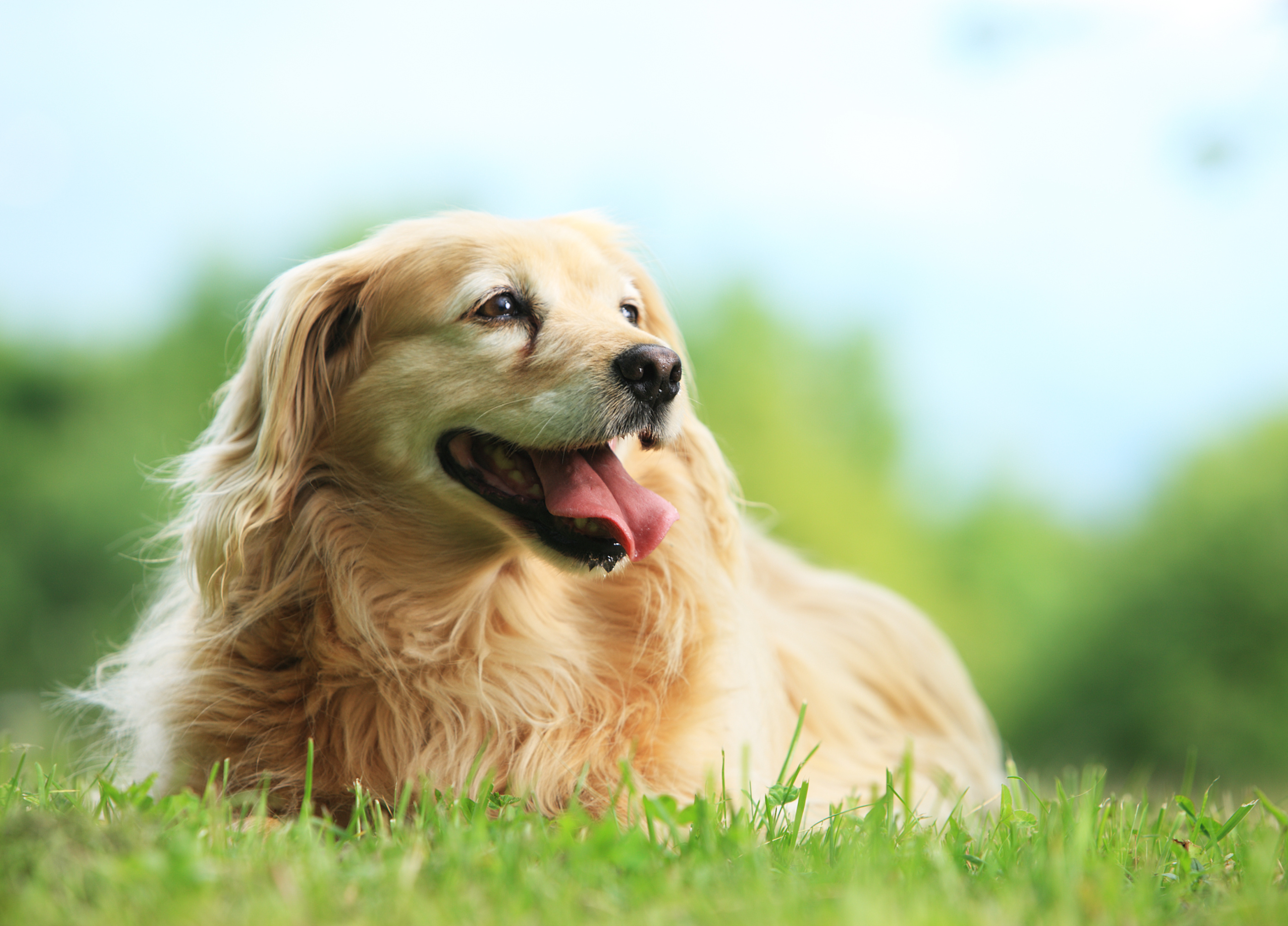 Why Is Gut Health Important for Your Pet