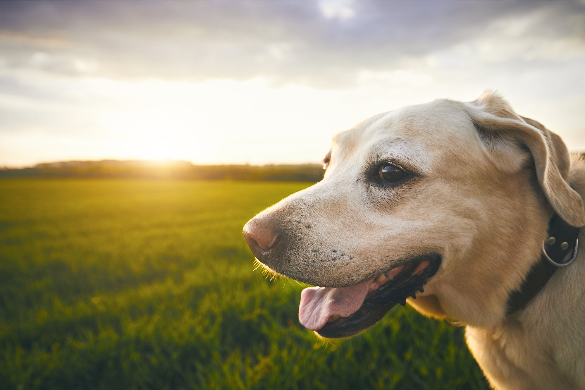 Dog Nutrition Tips