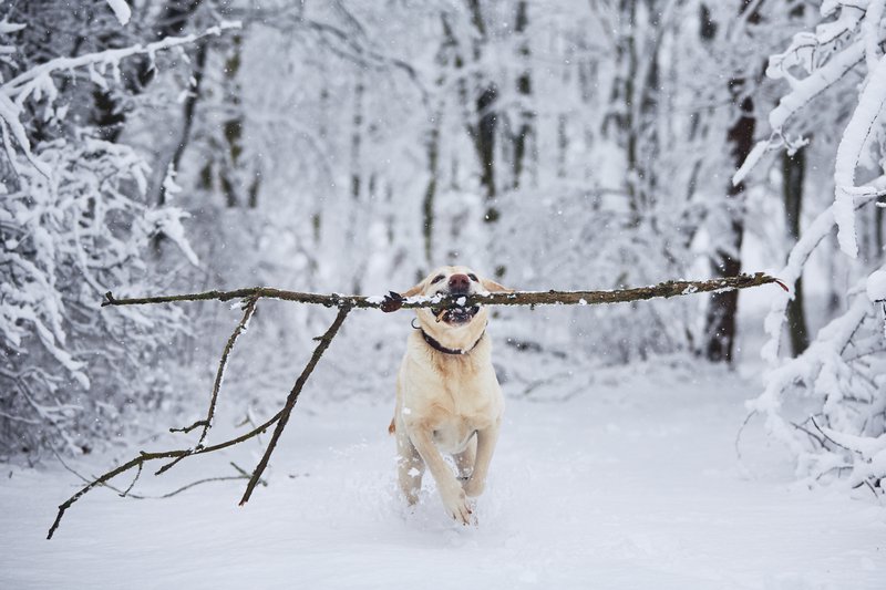 Efficient Ways to Improve your Dog's Immune System