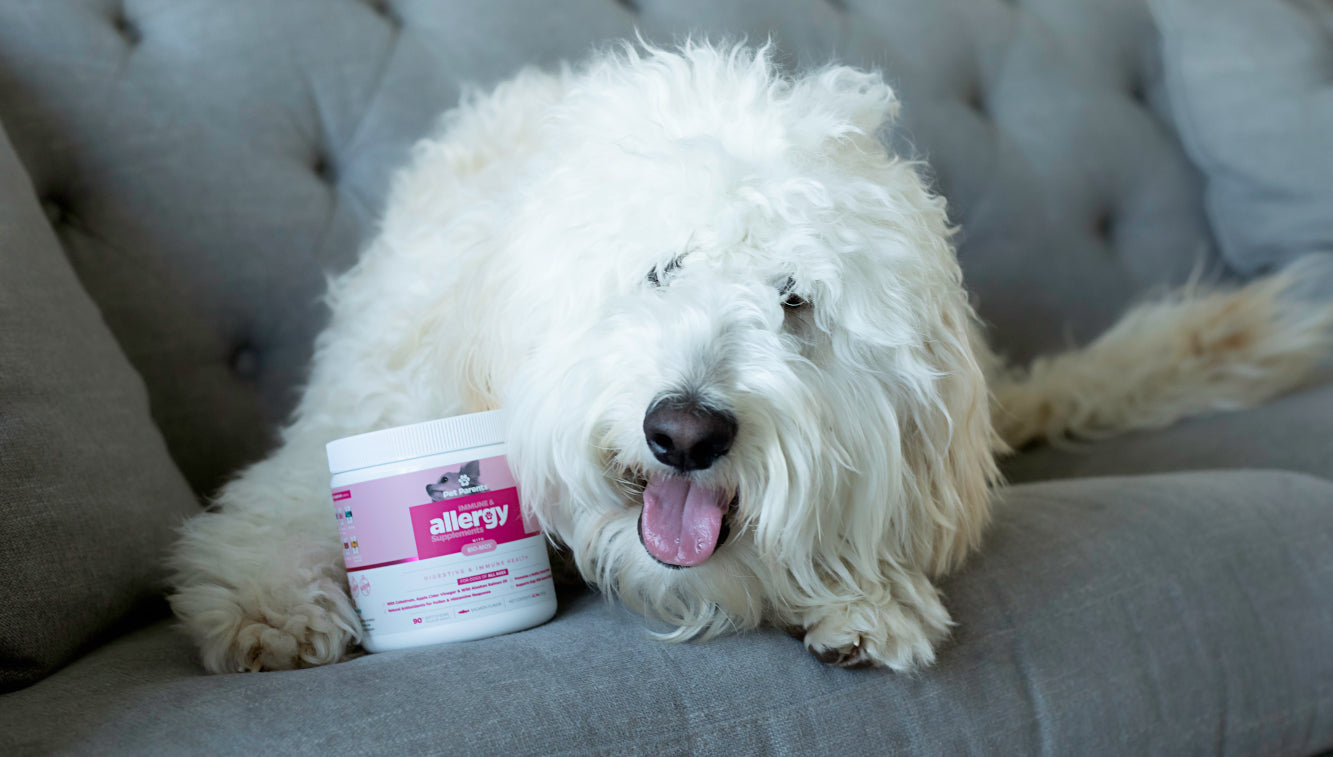 How Skin & Coat Dog Supplements Pair Well with Allergy Dog Supplements