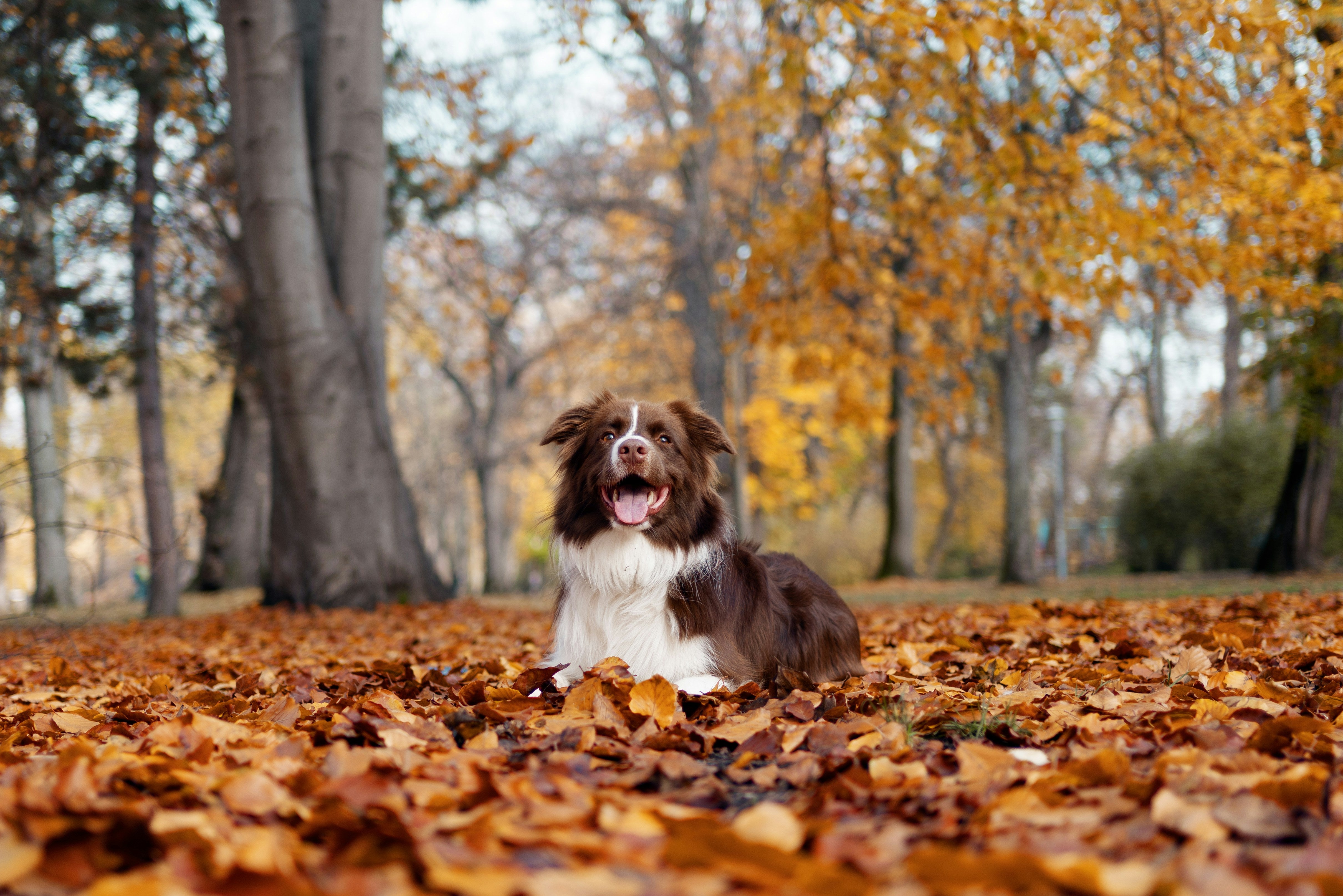 Thanksgiving Safety Tips for Pets