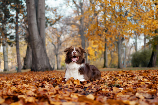 Thanksgiving Safety Tips for Pets
