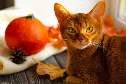 Toxic Autumn Foods For Pets