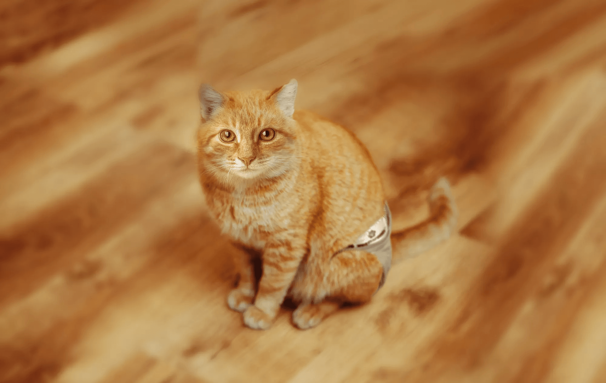 The Pet Parents® Guide to Cat Diapers