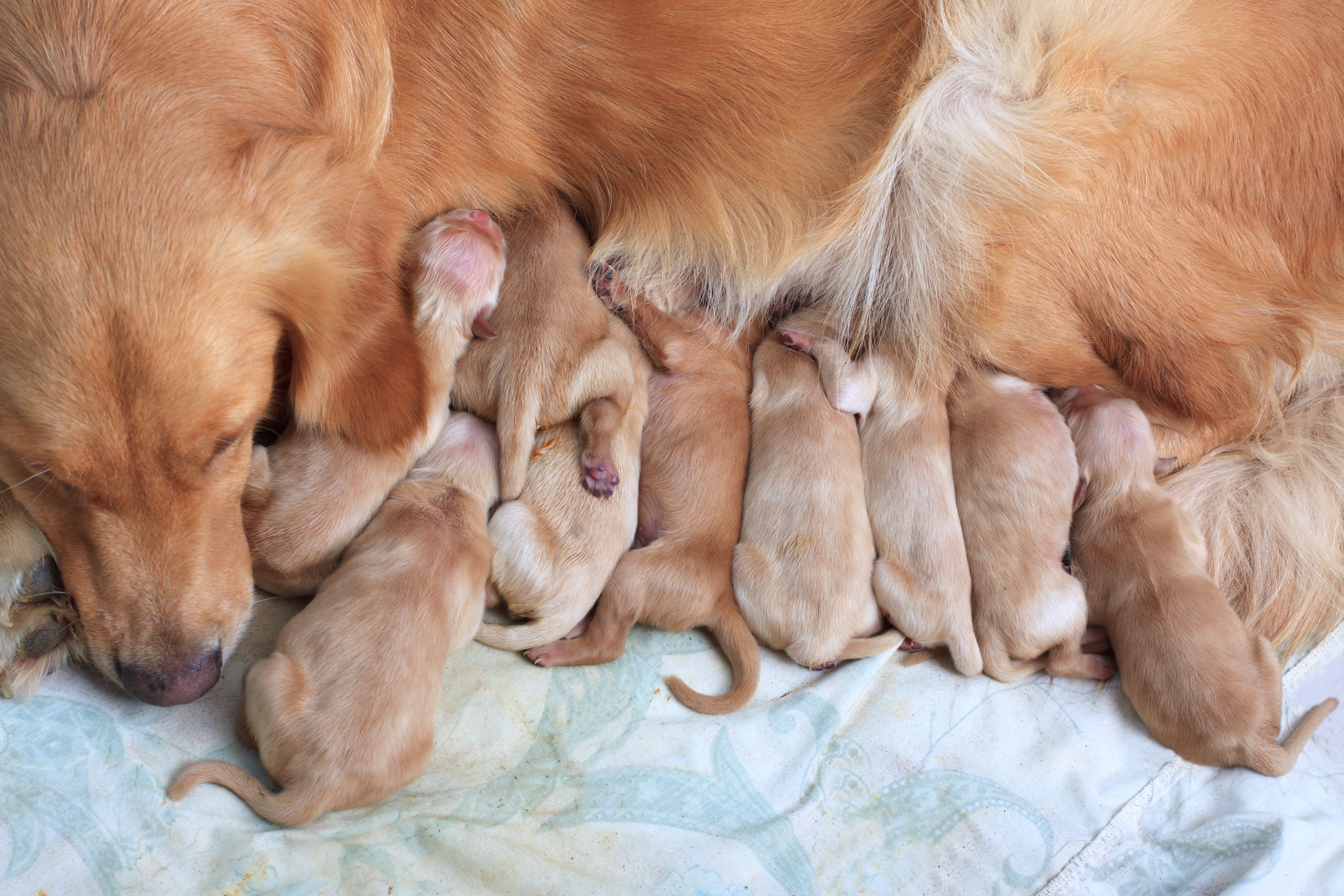What Happens to a Mama Dog's Body After Birth?