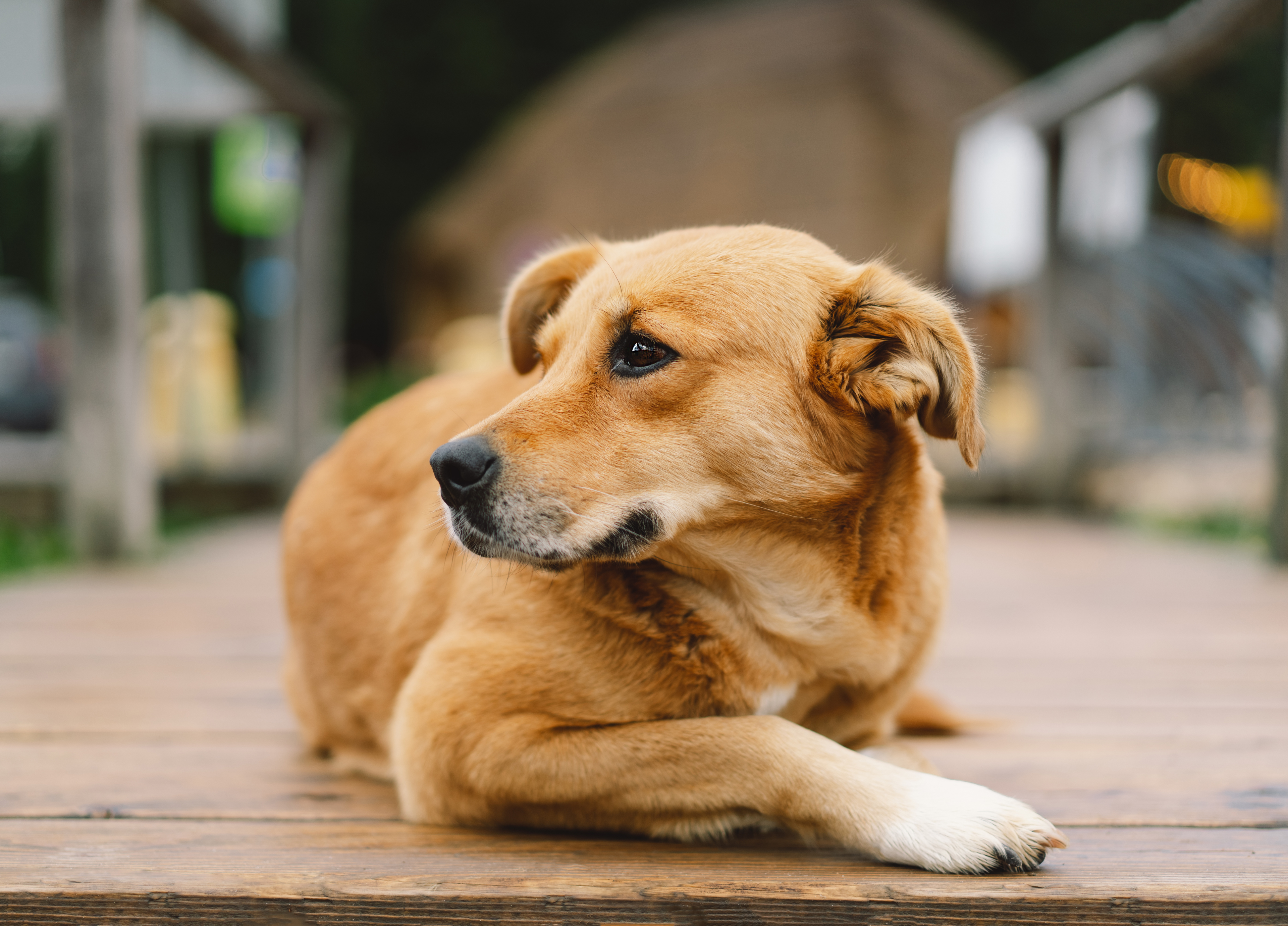 Nutritional Deficiencies in Dogs