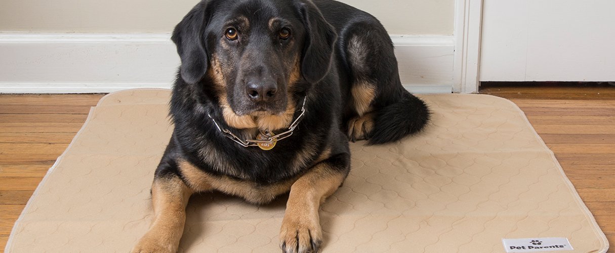 best pee pads for dogs
