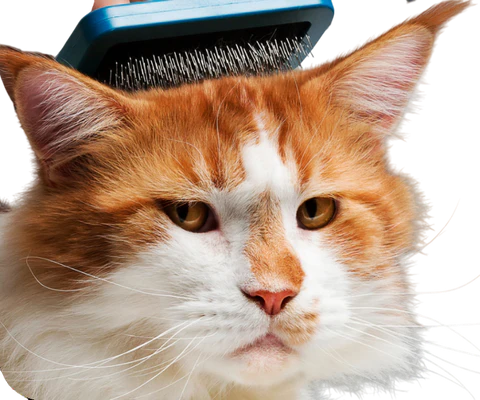 Why Does My Cat Lick Me?