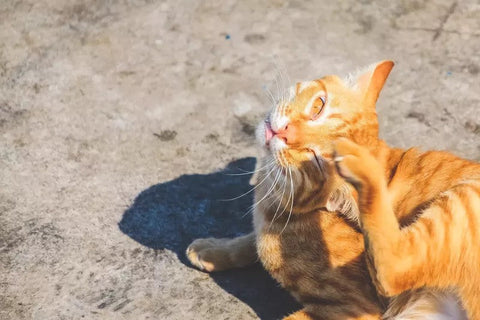 Itchy Cat Ears: Causes and Care